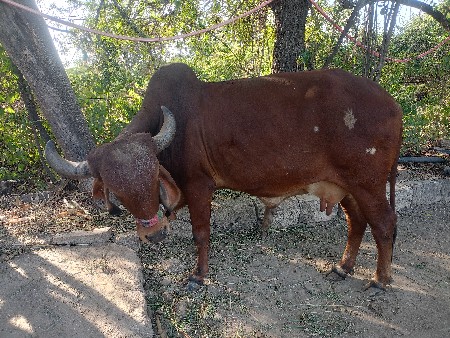 थंबनेल 2