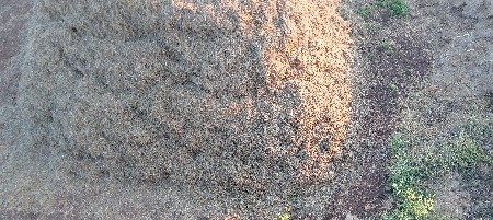 માંડવ્યું 25 વિઘા