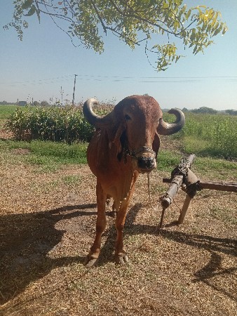 थंबनेल 2