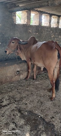 ગાય વેચવા ની છે