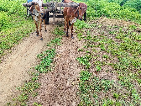 ગોટલા વેચવાના છે
