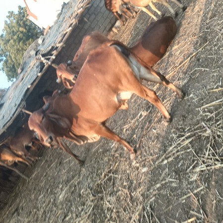 વેચવાની છે