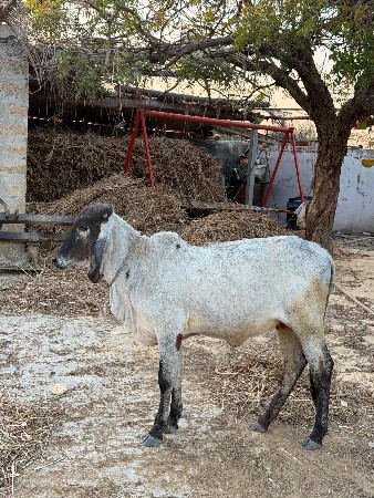 थंबनेल 2