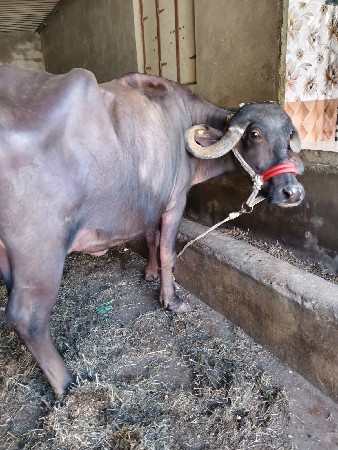 थंबनेल 2