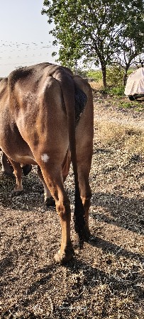 બીજા વેતર ની ગીર ગાય