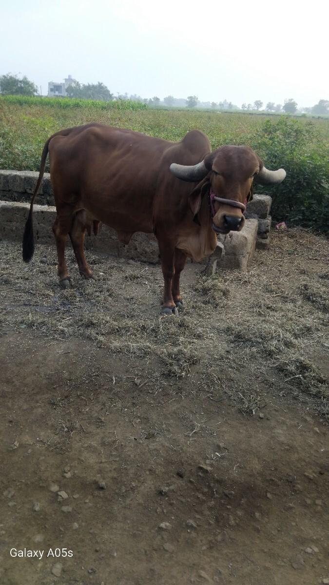 ગાય વેચવાની છે
