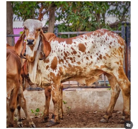 ઘણ ખૂટ બનાવવા માટે નાનો બુલ