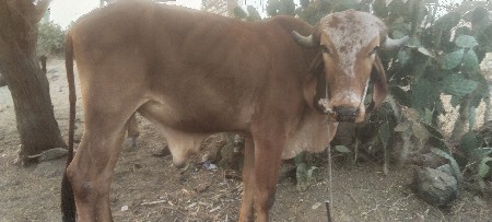 પેલી વાવણી