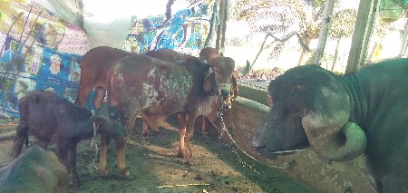 થંબનેલ 2