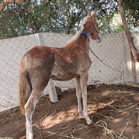 થંબનેલ 2