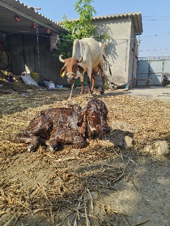 थंबनेल 3