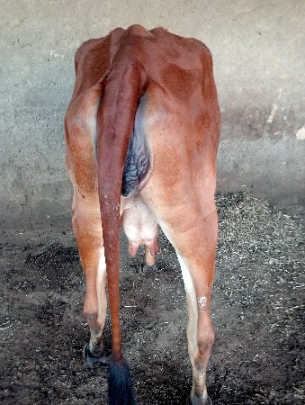 દેસી ગાય અને વાછરડી વેચવાની છે