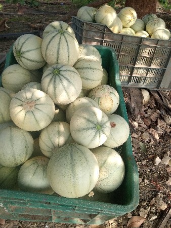 મધુરાજા ટેટી એકદમ મિઠી