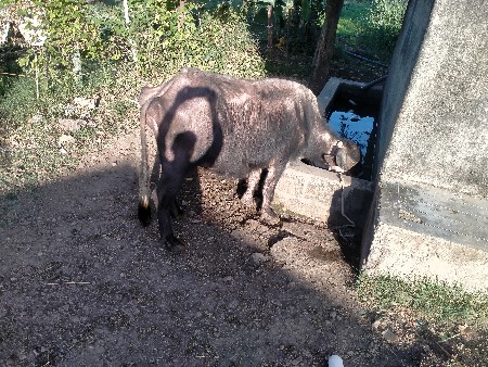 ભેંશ વેચવાની છે