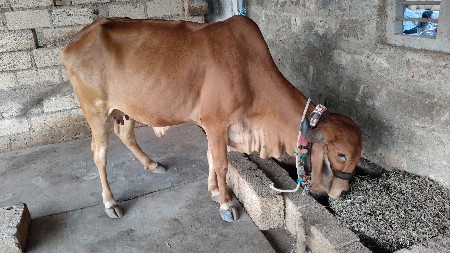 ગીર ગાય વેચવાની છે