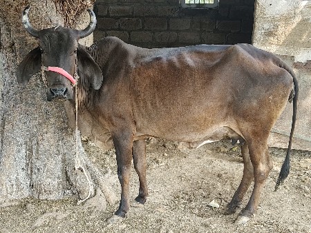 ગીર ક્રોસ પેલુ વેતર