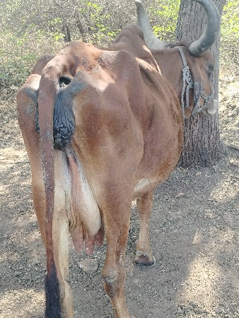 થંબનેલ 2