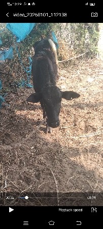 બોડી જર્સી