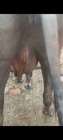 પેલુ વેતર