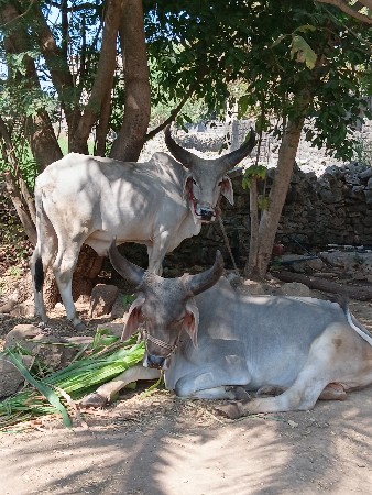 थंबनेल 3