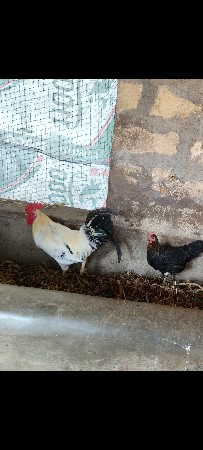 દેશી મરઘો અને મરઘી