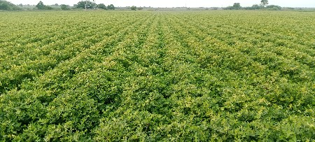 51 નંબર મગફળી કોરી ભાવ ૧૫૦૦