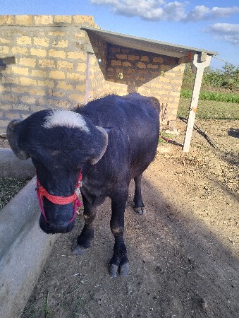 પાડો વેચવા નો છે