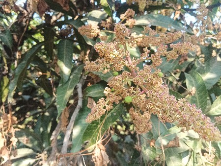 બગીચા નો હીજારો આપવાનો છે