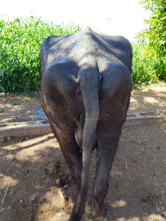 ભેસ વેચવાની છે