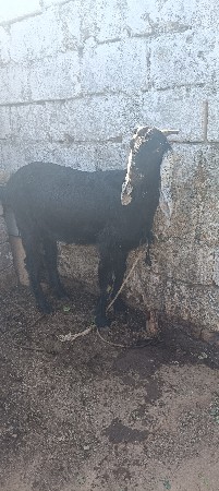 Desi bakri vechvani che gabhni