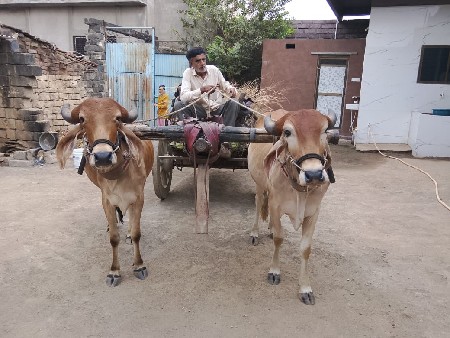 ગોઢલા વેચવાના છે,