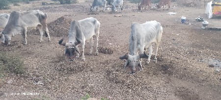 જૂનાગઢ જીલ્લો વંથલી તાલુકાના ગામ ભ