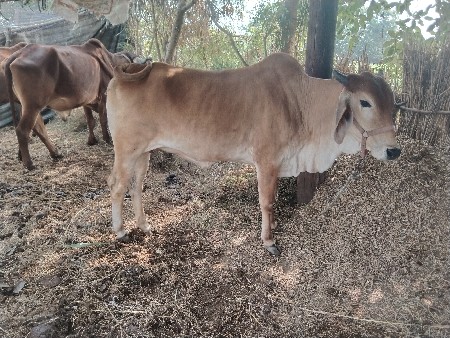 ગાય વેચવાની છે