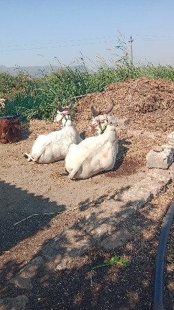 જૂનાગઢ જિલ્લા ડીજે