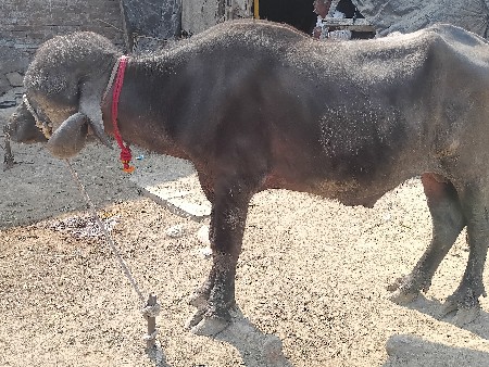 थंबनेल 3