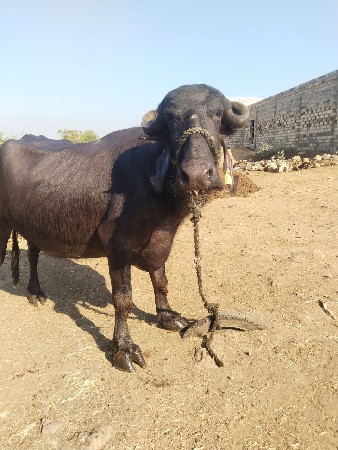 વેચવાની સે