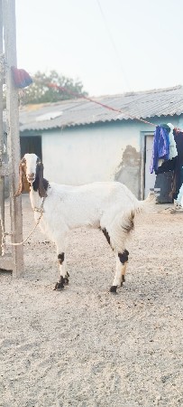 for sell male and female