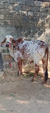 ગાય વેચવા ની છે