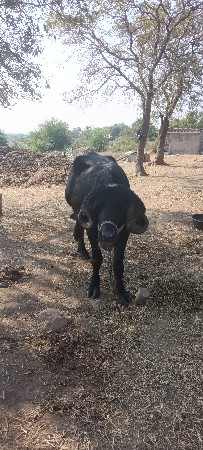 थंबनेल 2