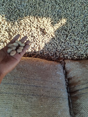 મગફળી 39 નંબર