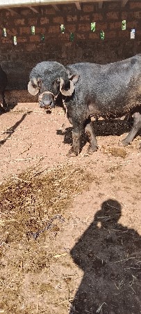 थंबनेल 2