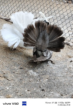 મોરપીંછ કબૂતર