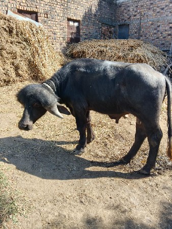 थंबनेल 2