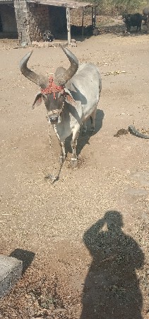 थंबनेल 3