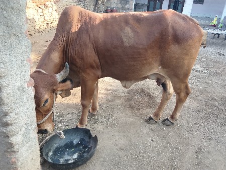 અને પાંચ લીટર દૂધ છે જાડા ગીર  ગીર