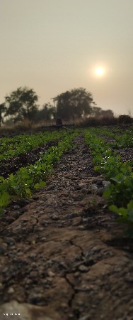 13 vigha vecvane he gunda