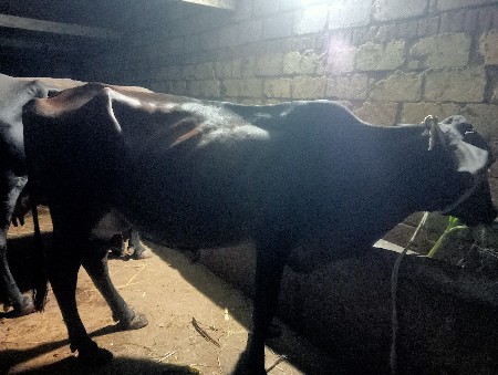 આ ગાય વેચવાની છે તાજી વયા ગયેલી