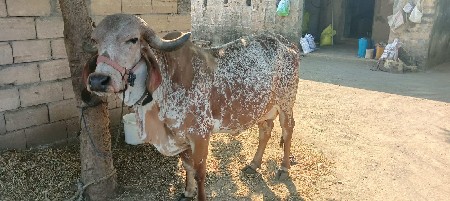 ગીર હોડકી