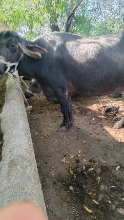 ભેંશ વેસવાની છે