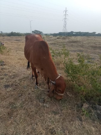 थंबनेल 2